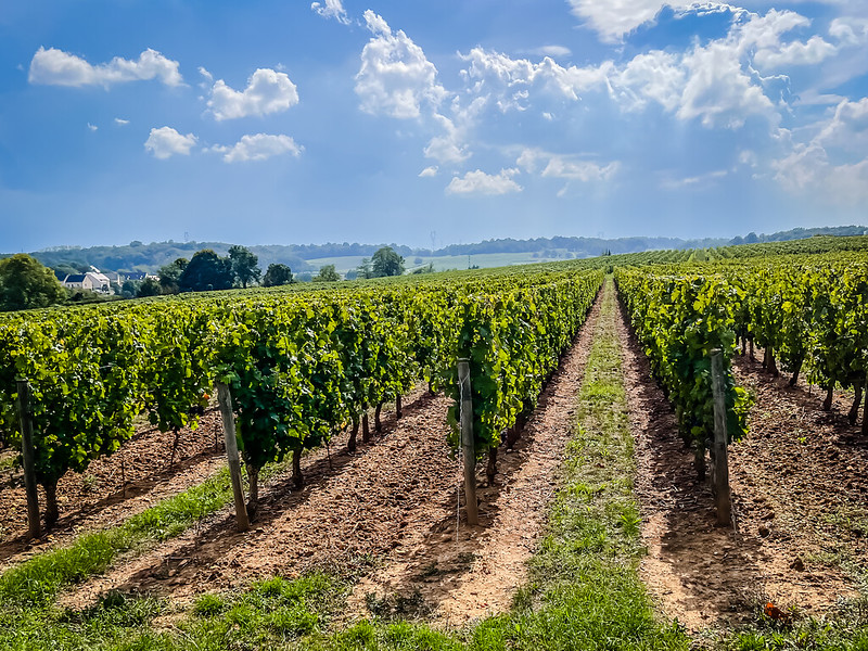 wijngaarden en wijnen van de loire