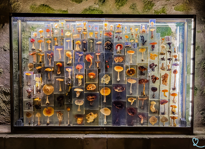 besuchen-musee-champignon-saumur