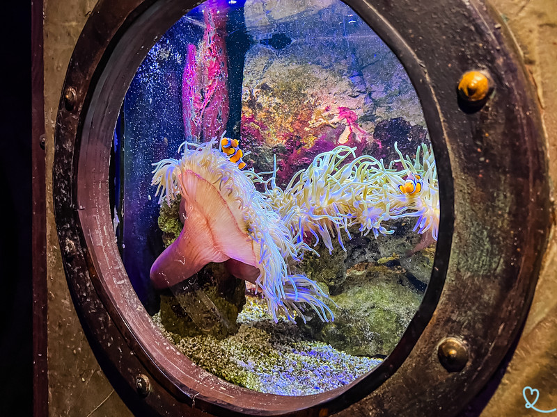 Ontdek de wonderen van de zeebodem in het Aquarium de Touraine